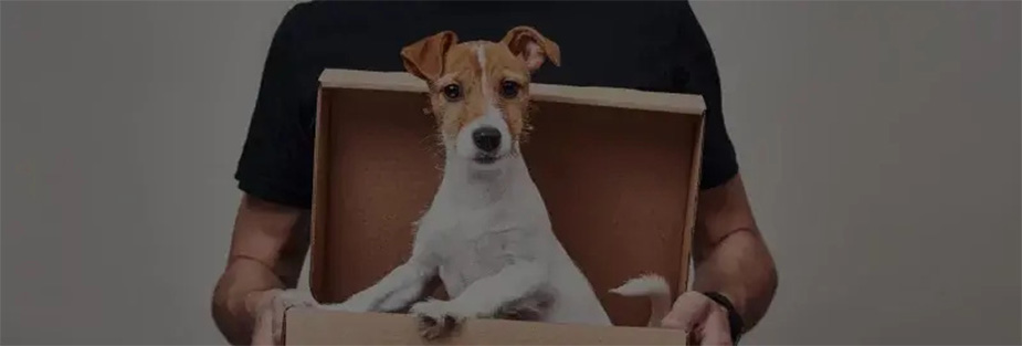 10 Useful Tips for a Smooth Pet Relocation - ISS Relocations