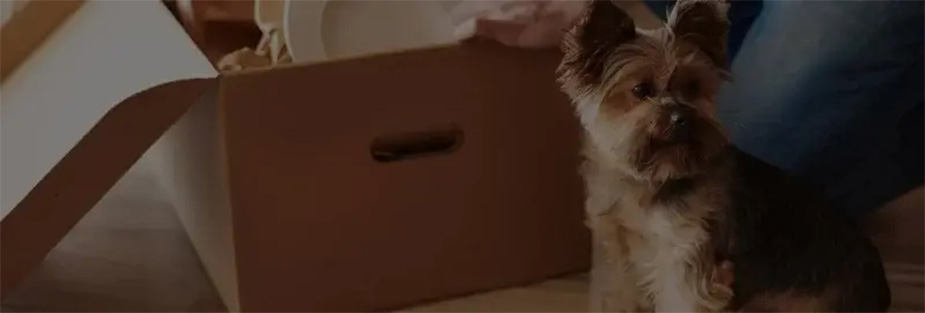 Moving to Qatar with Pets: A Pet Owner's Guide - ISS Relocations