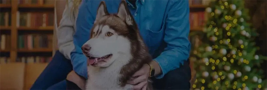 The Benefits of Hiring a Professional Pet Relocation Service - ISS Relocations
