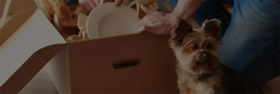 The Dos and Don'ts of Pet Relocation: Ultimate Guideline - ISS Relocations