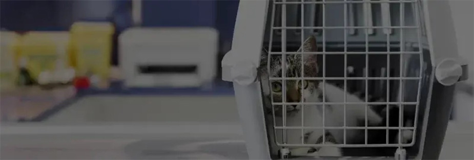 What You Need to Know About International Pet Relocation - ISS Relocations