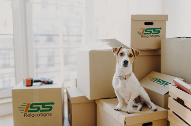Pet Relocation Services from UAE - ISS Relocations