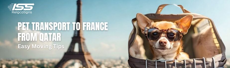 Pet Transport To France -