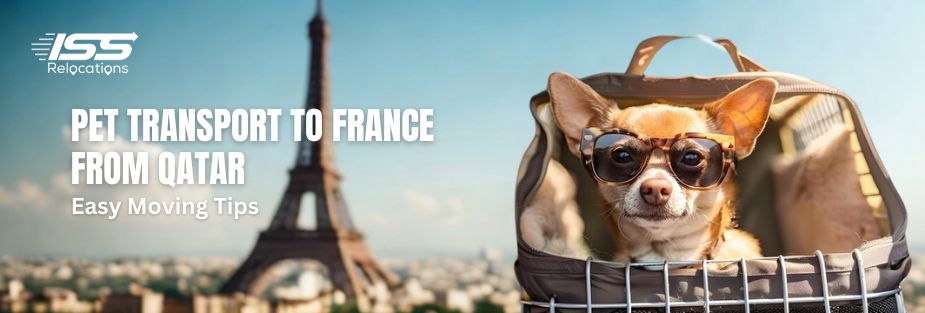 Pet Transport to France from Qatar: Easy Moving Tips - ISS Relocations