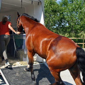 Choose ISS for Pet Relocation - ISS Relocations
