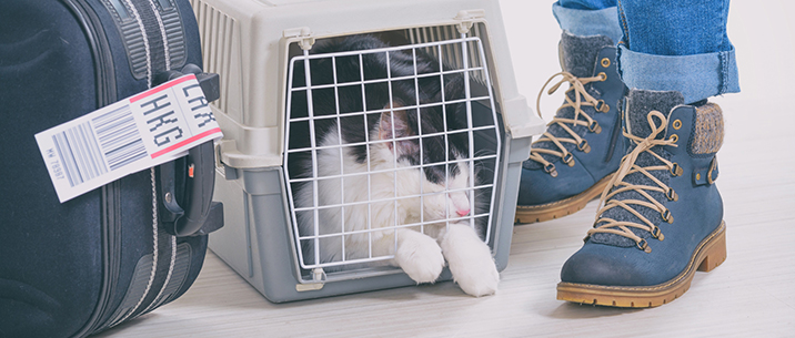 Global Pet Relocation with Total Care - ISS Relocations