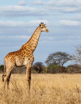 Moving Services To Kruger National Park South Africa - ISS Relocations