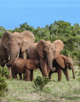 Moving Services To Pilanesberg National Park South Africa - ISS Relocations