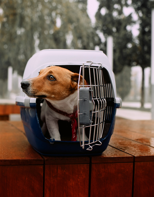 Pet Relocation - ISS Relocations